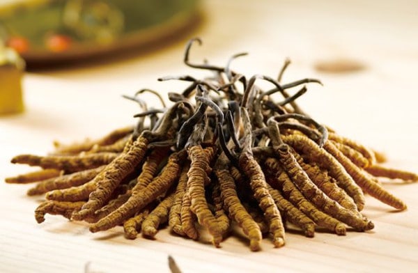 cordyceps worth more than gold